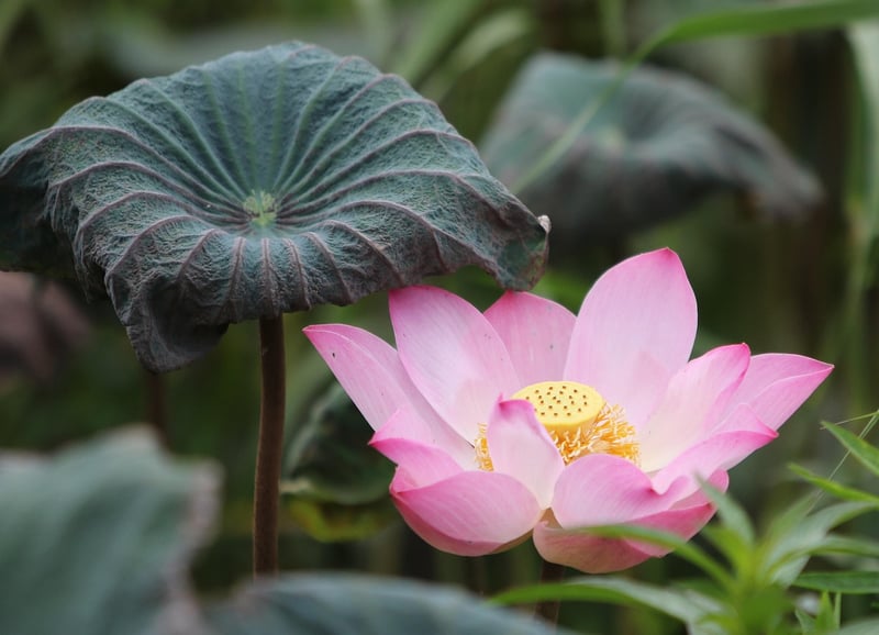 Lotus position yoga pose